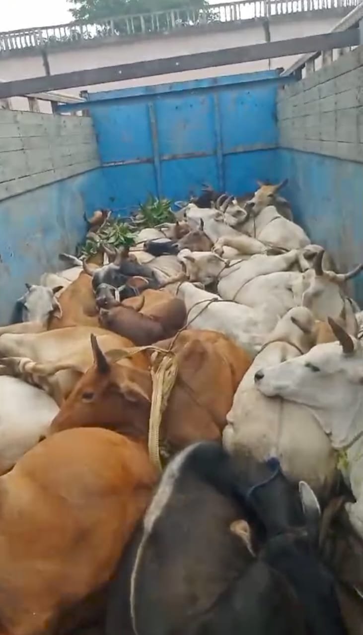 हिंदी समाचार |एक ट्रक से 28 मवेशी बरामद एक...