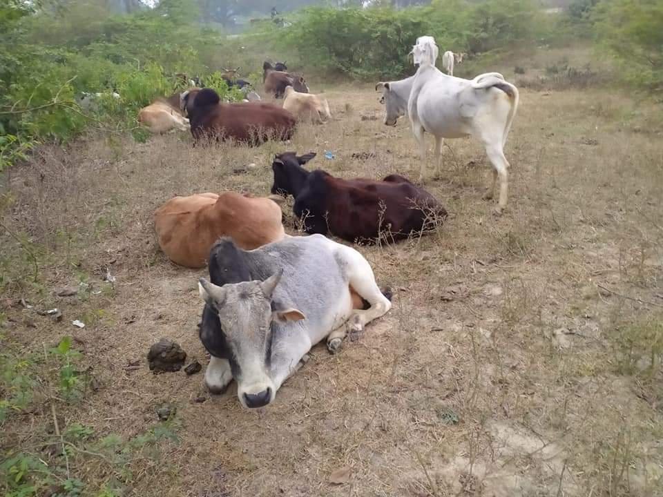 हिंदी समाचार |प्रमुख सचिव के आदेशों की...