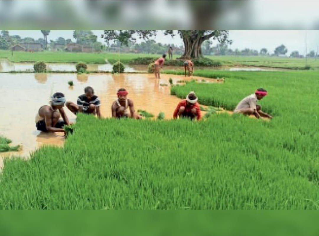 हिंदी समाचार |प्रखंड क्षेत्र में 32 से 35%...