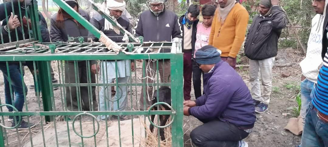हिंदी समाचार |हिंसक जानवर की दहशत, वन विभाग...