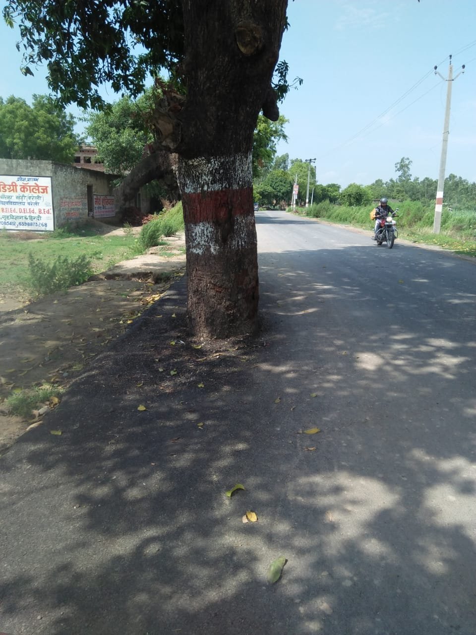 हिंदी समाचार |रोड पर खड़े दो पेड़ दे रहे हैं...