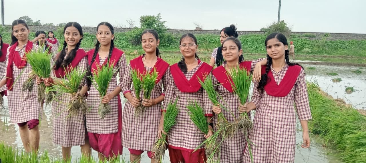 हिंदी समाचार | धान रोपाई जागरूकता अभियान चला