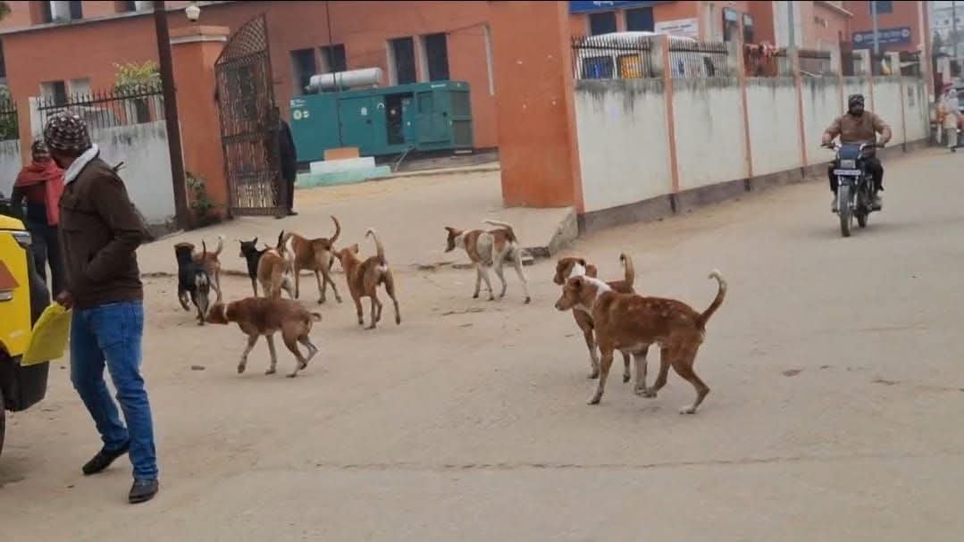 हिंदी समाचार |सासाराम मे कुत्तों का आतंक,...