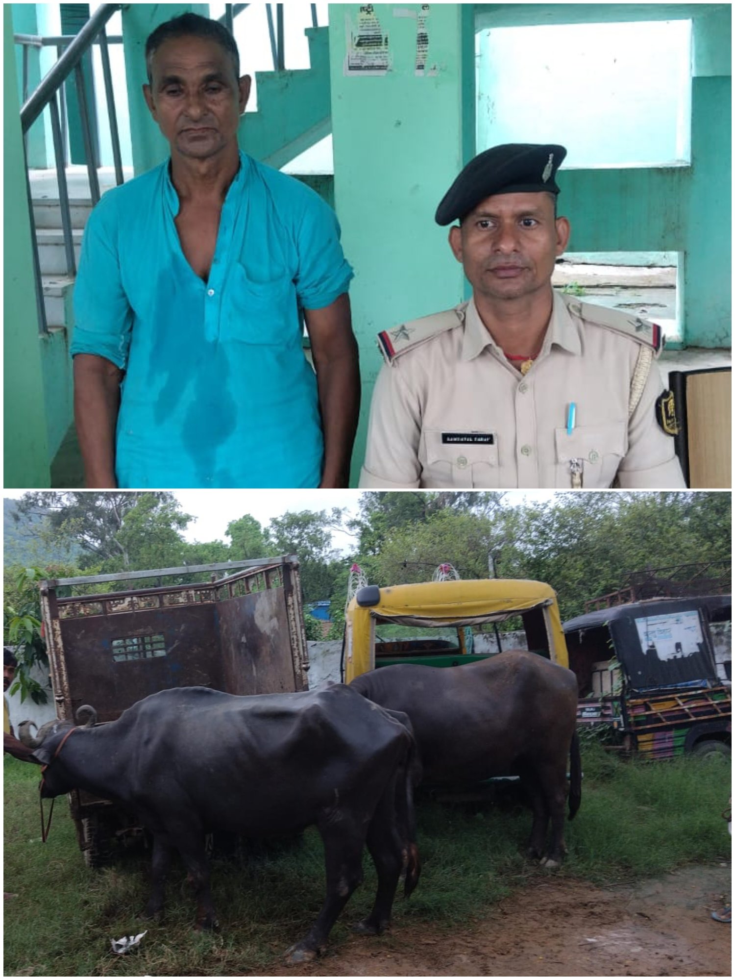 हिंदी समाचार |पछेहरा पुल के पास पशु तस्करी...