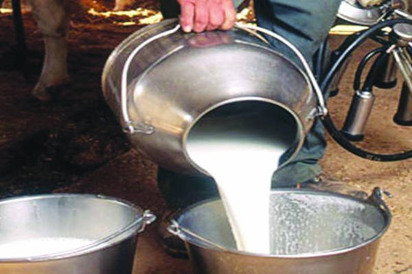 हिंदी समाचार |दूध में मिलावट करने वाले पर...