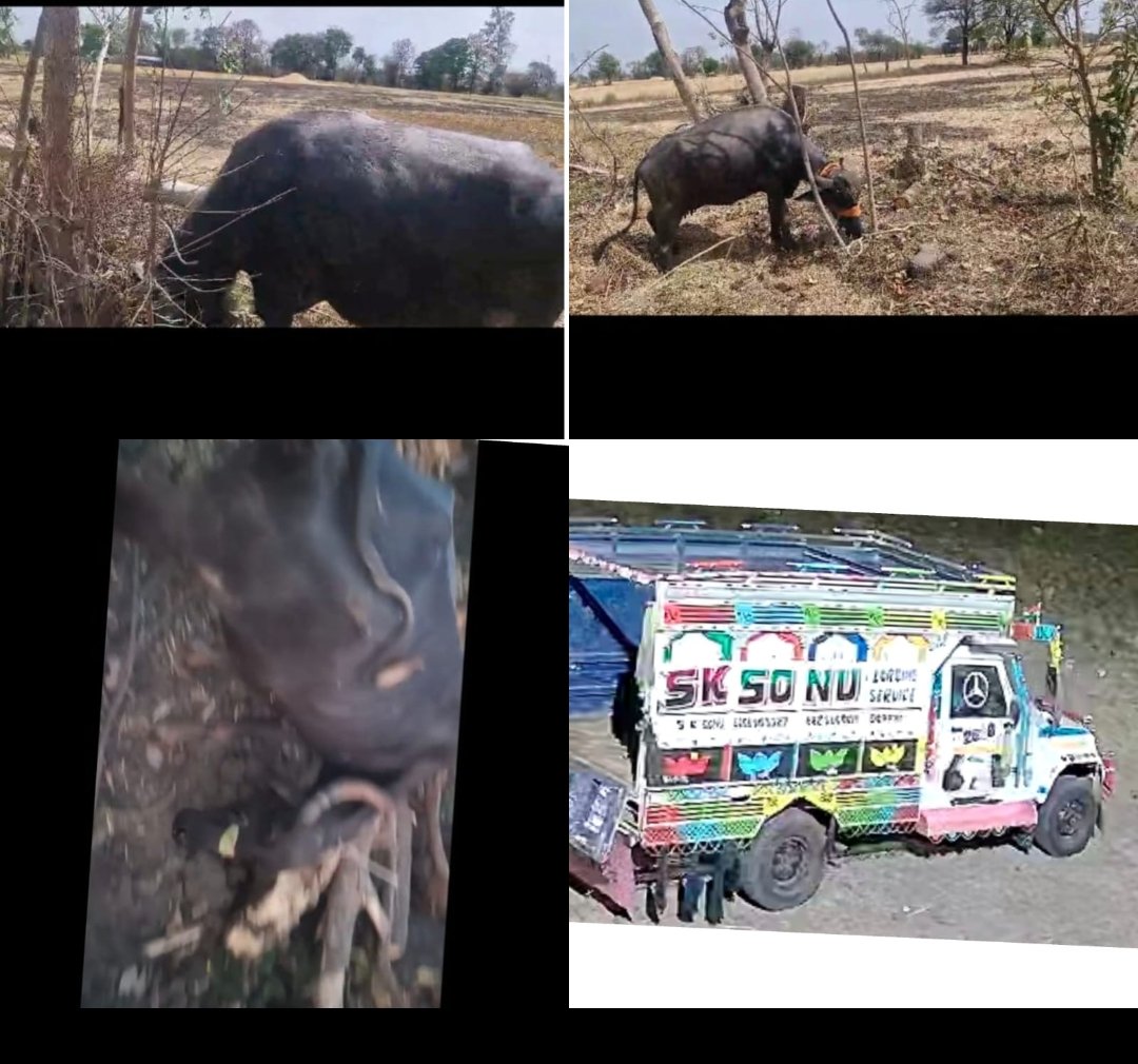 हिंदी समाचार | भैंस चोरी करने वाले गिरोह का...